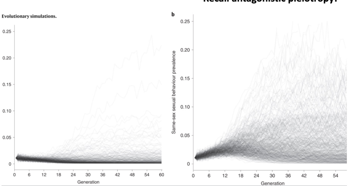 <p><span style="line-height: 14px;">Same-sex behavior genes would normally vanish over time (panel A), but they can successfully stay in a population if they also provide a mating advantage to other people (graph B, antagonistic pleiotropy)</span></p>