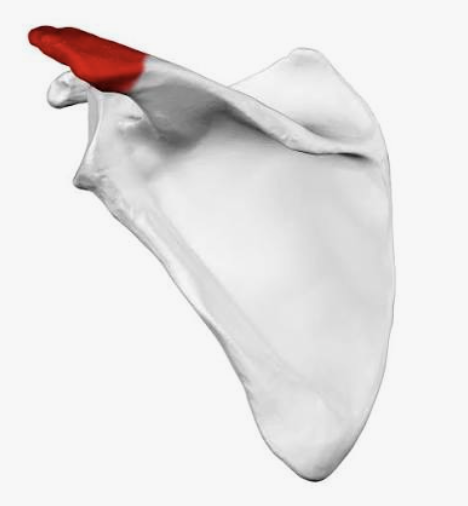 <p>Which bone is this?</p>