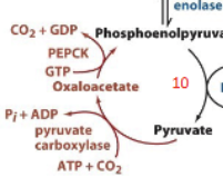 <ol><li><p>Pyruvate + ATP + CO2 → Oxaloacetate + ADP + P<sub>i</sub>. <strong>Catalyzed by pyruvate carboxylase. </strong>Exergonic. Only in the mitochondria (for humans)</p></li><li><p>Oxaloacetate + GTP → PEP + CO2 + GDP. <strong>Catalyzed by PEPCK (phosphoenolpyruvate carboxykinase) = master regulator for gluconeogenesis. </strong>Highly exergonic. In the mitochondria and cytosol (for humans)</p></li></ol><p></p>
