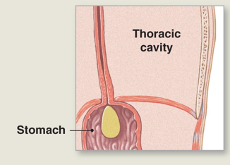 <p>Step 4 of mouth propulsion</p>