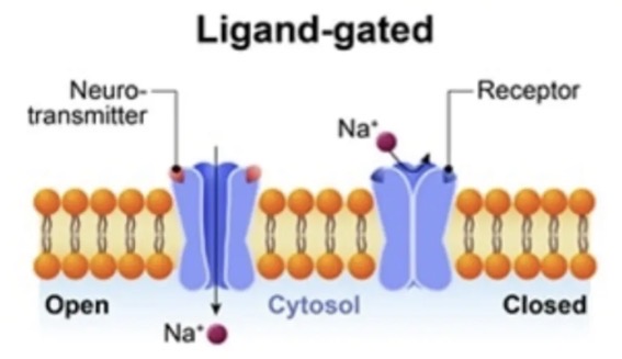 <p>Transmission across a synapse: part 3: depends on the type of neurotransmitter </p>