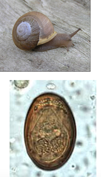 <p>“Raccoon”&nbsp;Pancreatic&nbsp;Fluke</p><p>Intermediate host - snails</p>