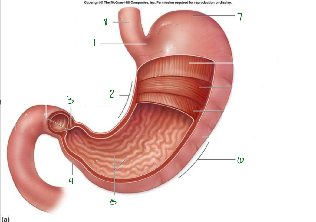 <p>What is 5 pointing to?</p>