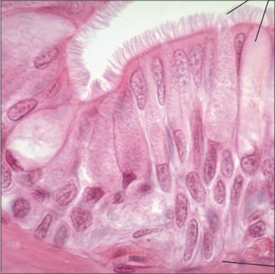 <p>what is the name of this tissue?</p>