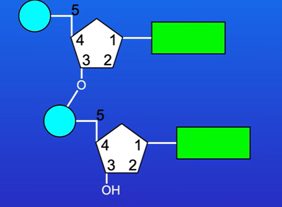 <p>DNA and RNA are examples of polynucleotides, </p><p>Hydroxyl group is on carbon 3 of pentose sugar.</p><p>If 2 nucleotides are taken, a bond can be formed between phosphate group of one nucleotide, and hydroxyl group on carbon 3 of pentose sugar of other nucleotide (phosphodiester bond)</p>