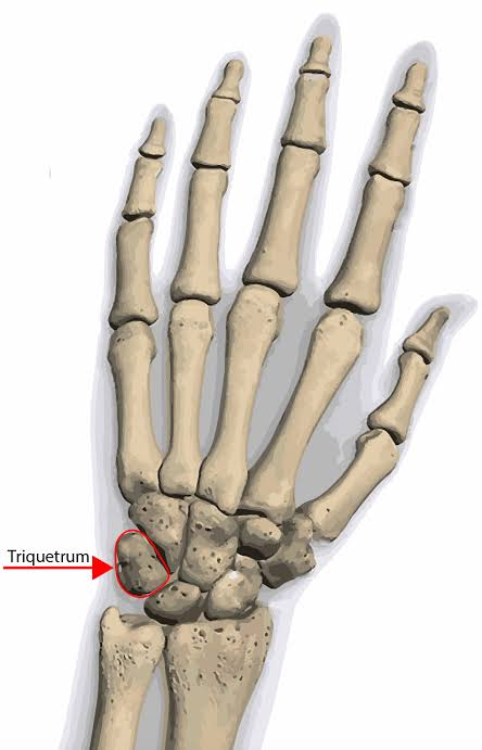 <p>Triquetrum</p>