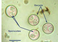 <p>What coccidial species infects pigs, is not zoonotic, is directly transmitted by ingestin sporulated oocysts, and infects neonates? It produces white-yellow watery diarrhea and reduced growth. Diagnosis is by seeing an oocyst with two sporozoites on fecal float. Treatment is with sulfonamides and amprolium.</p>