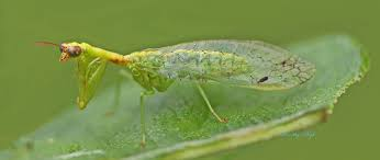 <p>Lacewings, antlions</p><ul><li><p>predators</p></li></ul><p></p>