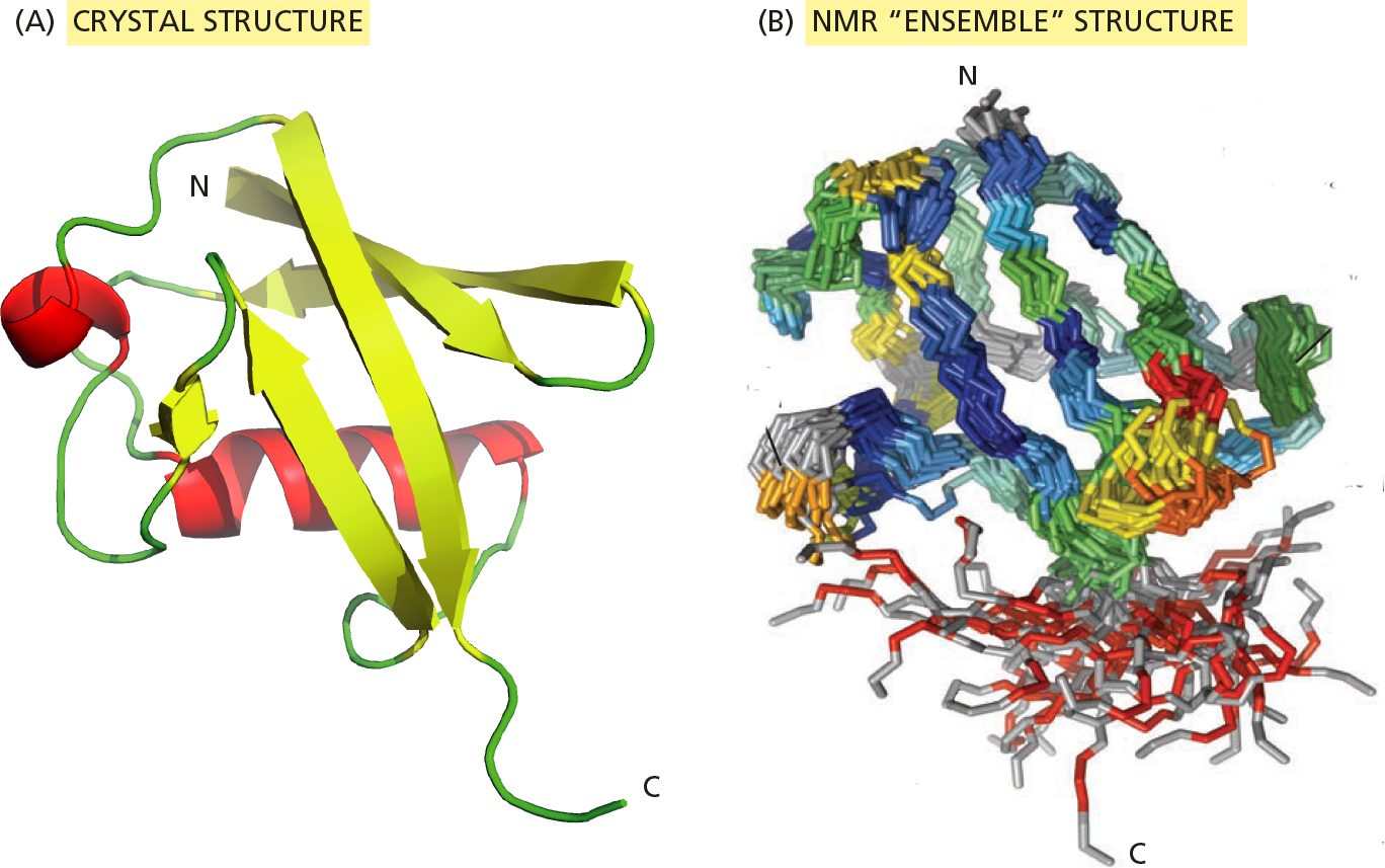 <p><span>The crystal structure of ubiquitin at 0.18 nm resolution is shown as a ribbon diagram in the figure Part A, colored according to secondary structure. The NMR structure of ubiquitin, with red and yellow indicating high mobility regions of the protein, is shown in Part B.</span><br><br><span>Is the crystal structure or the NMR structure a more accurate representation of ubiquitin as it exists inside the cell? Why?</span></p>