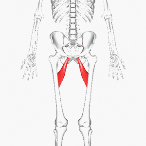 <p>what muscle is this</p>
