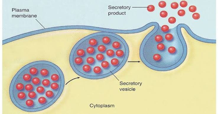 <p><span>how all components of the endomembrane system travel around the cell</span></p>