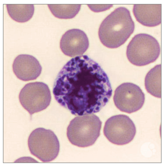 <p>What does histamine cause blood vessels to do?<br></p>