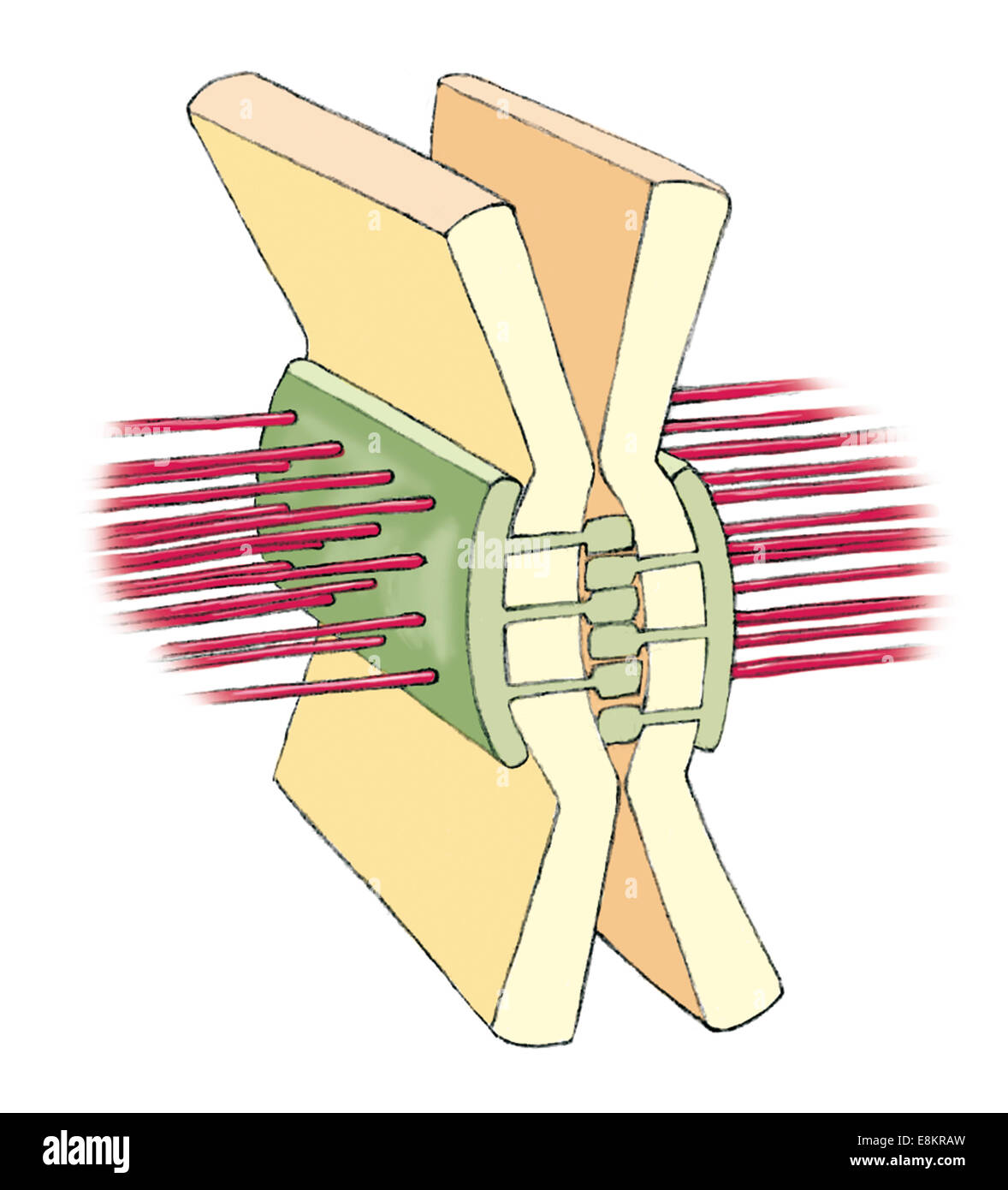 <p>Just below tight junctions in most <strong>simple </strong>epithelia to maintain <strong>tissue integrity</strong></p><p>eg. intestinal epithelium</p>