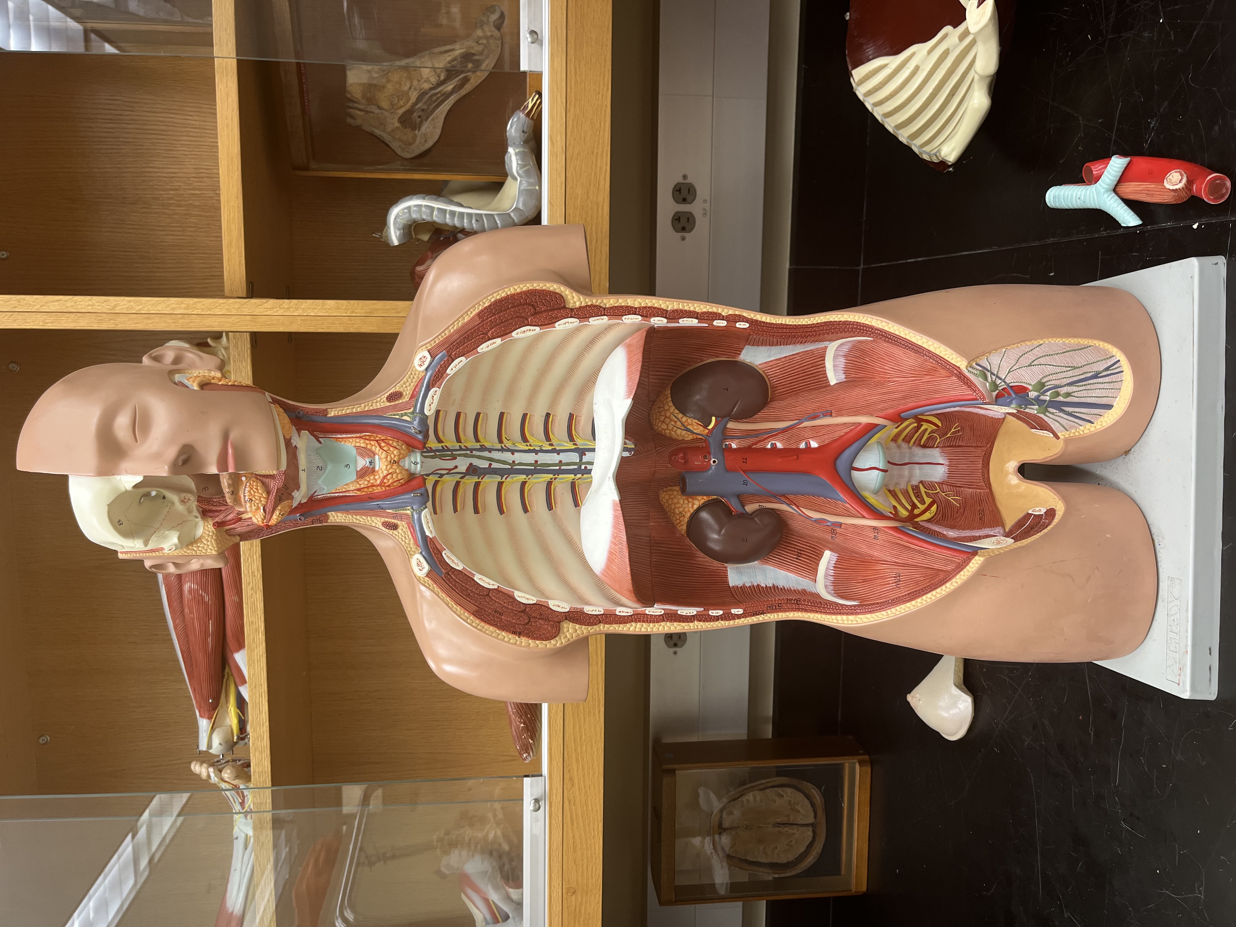 <p>pink between ribs</p>