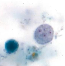 <p><span style="background-color: rgba(0, 0, 0, 0); line-height: 19.7625px;">What is the species in this photo and WHY?</span></p>