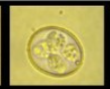 <ul><li><p>Eimeria necatrix</p></li></ul><p></p>
