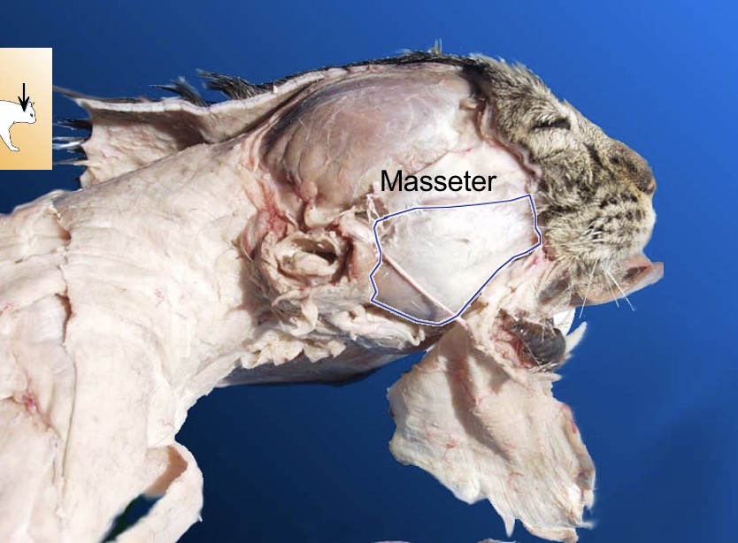 <p>Masseter</p><p>a- elevates mandible</p><p>s- temporalis</p><p>antagonist - digastric</p>