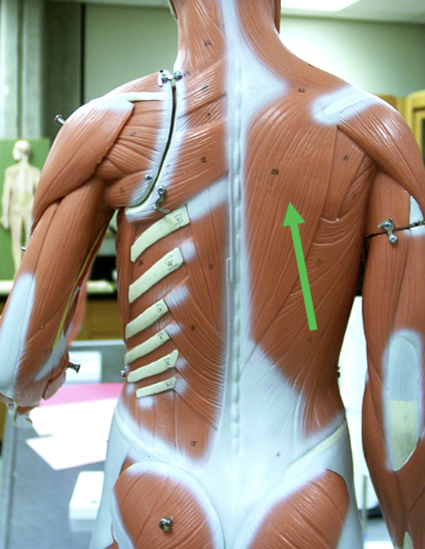 <p><span>Identify the muscle indicated by the pointer.</span></p>