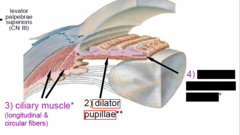 <p>What muscle is blacked out</p>