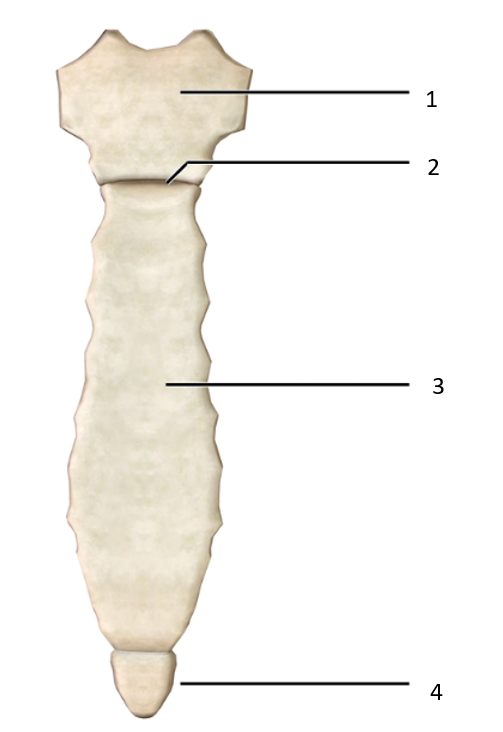 <p>What bone is this? ID each part</p>