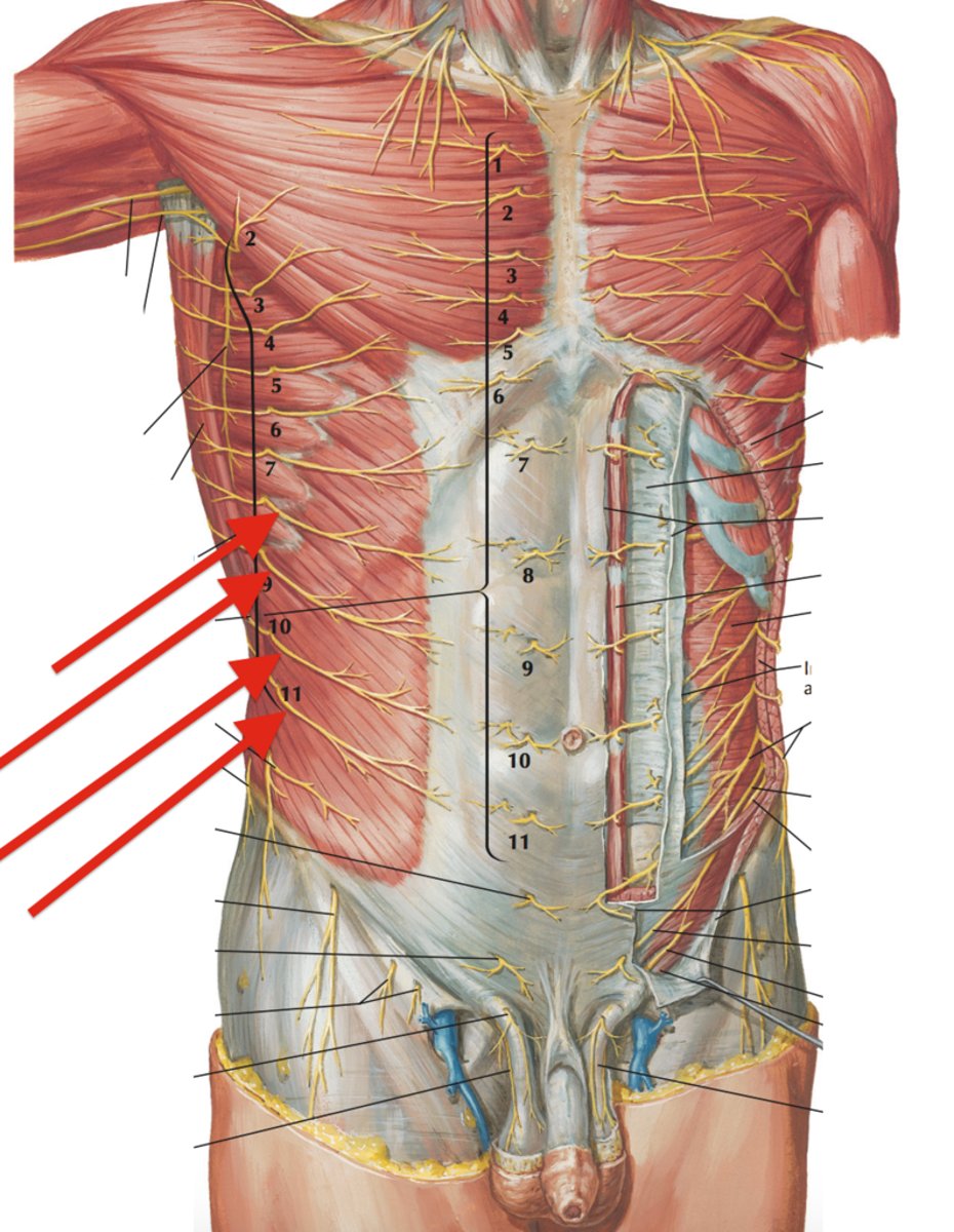 <p>cutaneous n. to anterior and lateral aspects of abdominal wall</p>