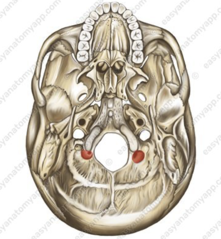 <p>bone/structure highlighted in pink</p>