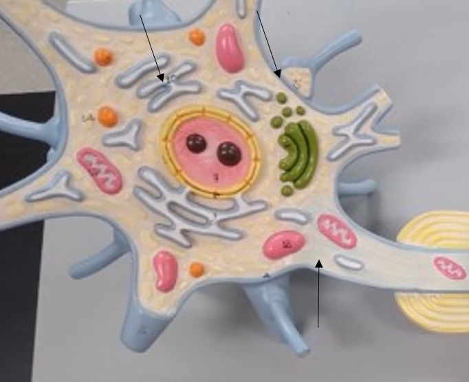 <p>What is this portion when the cell body turns into the axon?</p>