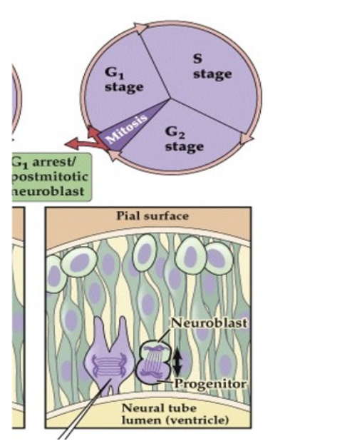<p>After asymmetric divison, a progenitor cell and neuroblast are formed;  ______will begin to differentiate into neurons, while ___ have the ability to divide again </p>