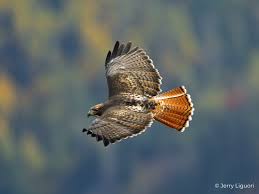 <p>Most common roadside raptor in North America</p><p>Brown upper parts with red-brown tail with a terminal black band</p>