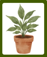 <p>A living organism that uses photosynthesis to produce energy.</p>