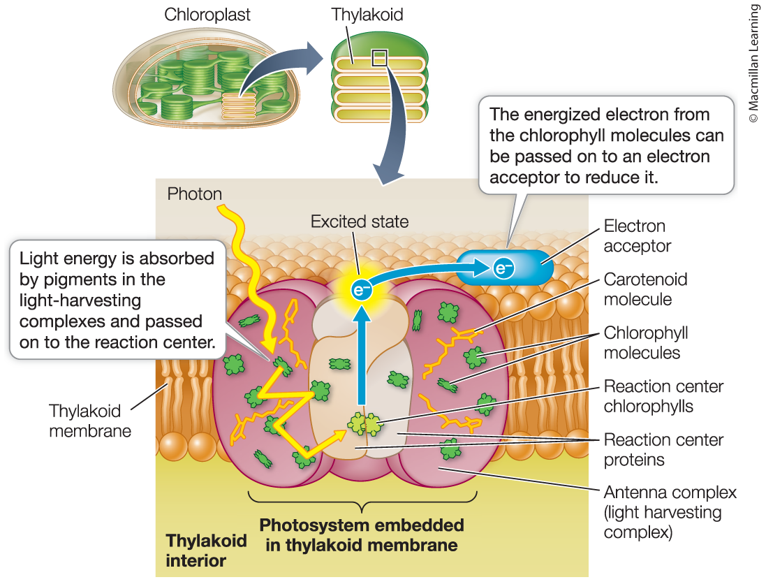 <p>Photosystem</p>