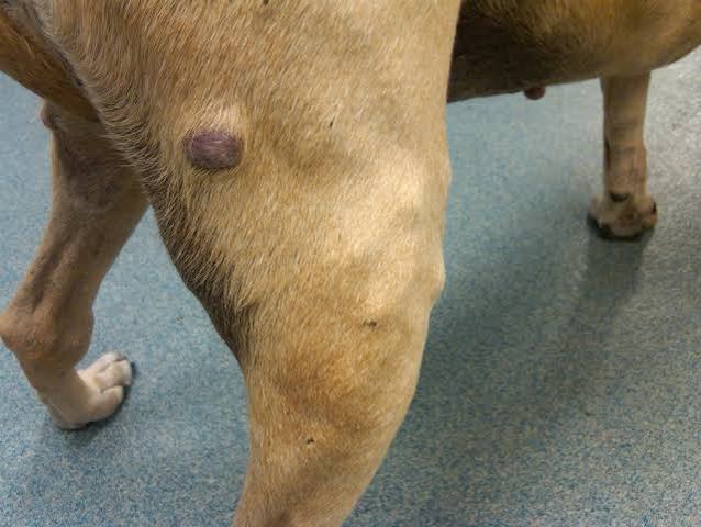 <p>Mast Cell Tumors (Visual Characteristics)</p>