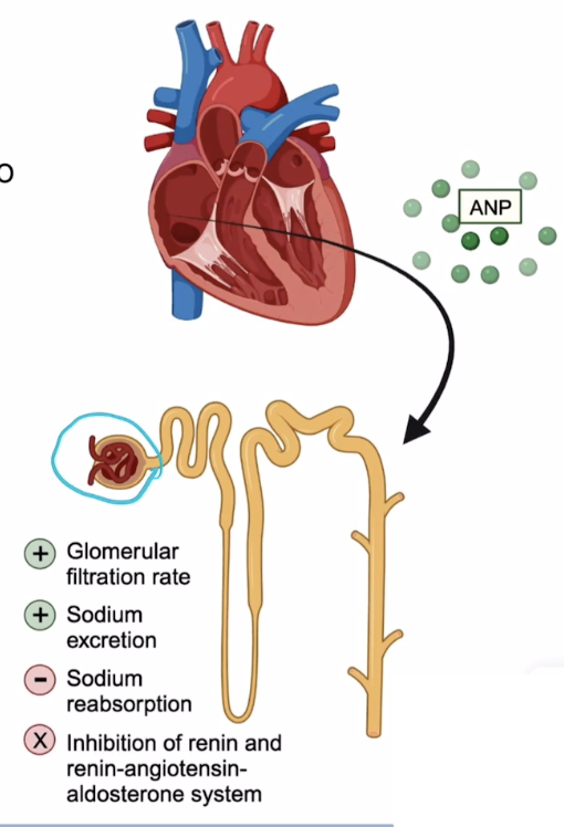 <p>Reduces blood pressure and volume</p><ol><li><p>Increasing the glomerular filtration rate (GFR): filters more fluid from the blood into the kidneys, and since the kidneys cannot reabsorb all the extra fluid, it excretes into urine, reducing blood volume </p></li></ol><ol><li><p>Decreasing sodium reabsorption so less water follows so less pressure overall </p></li><li><p>Increasing sodium excretion so more water follows and leaves through urine </p></li><li><p>Inhibiting renin and the renin-angiotensin-aldosterone-system so that you donโt increase pressure through angiotensin II </p></li></ol><p></p>