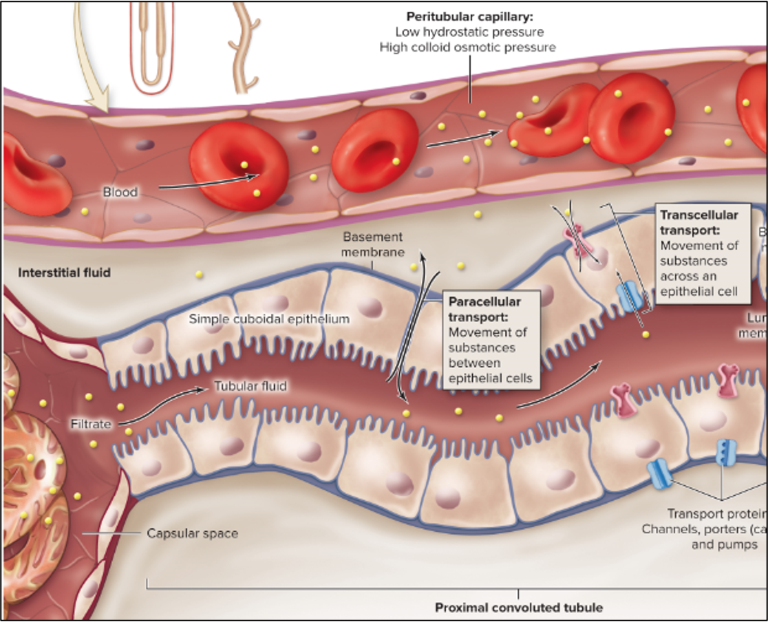 <p>molecules move through the apical surface into the cell and out through the basement membrane or lateral intercellular space to reach the interstitial fluid</p><ul><li><p>requires facilitated diffusion (transport proteins and active transport)</p></li></ul><p></p>