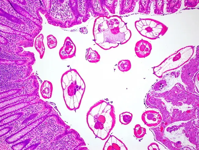 knowt flashcard image