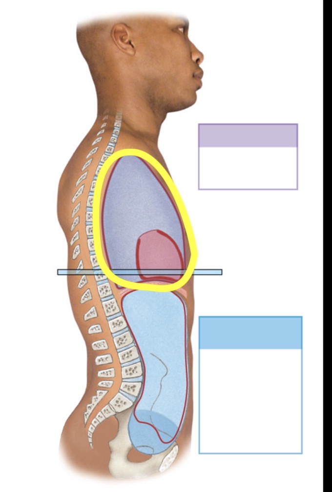 <p>Name the body cavity</p>