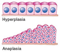 <p>An increase in cell reproduction, leading to an increase in tissue size.</p>