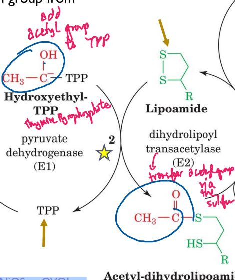 <p>E2 (dihydrolipoyl transacetylase) transfers the acetyl group from Hydroxyethyl-TPP to Lipoamide. Lipoamide becomes Acetyl-dihydrolipoamide.</p>