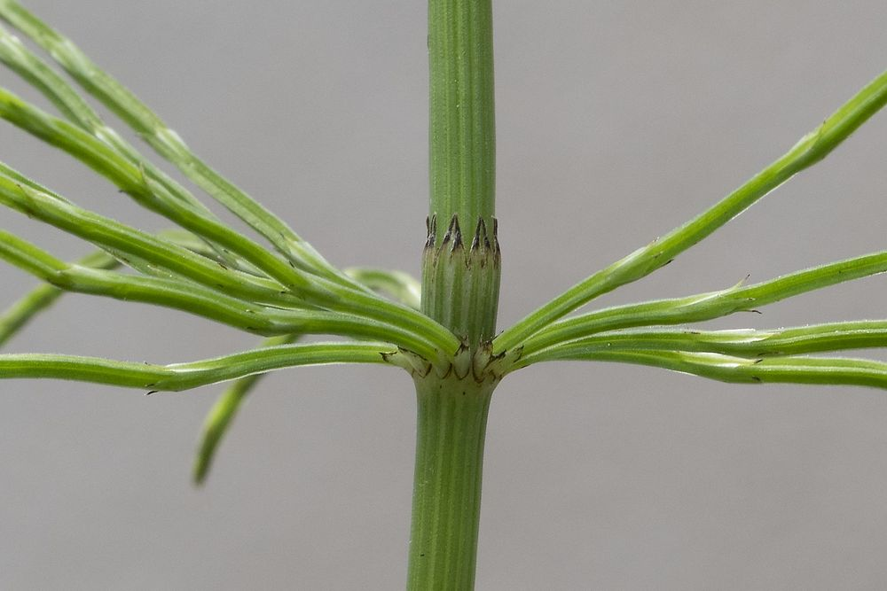 <p>Åkerfräken - Equisetum arvense </p>