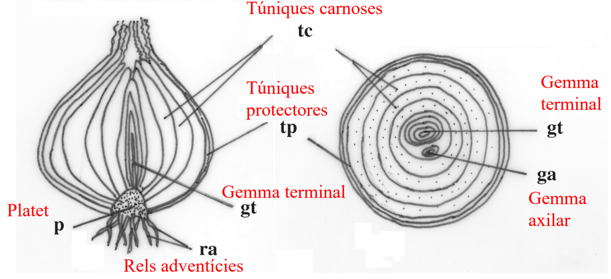 <p>Allium cepa</p>