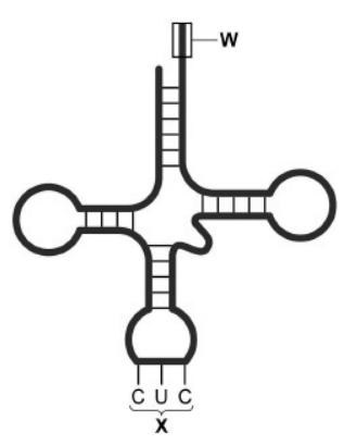 <p>The diagram shows a tRNA molecule</p><p>Name the structures labelled <strong>W</strong> and <strong>X </strong>in the diagram.(1)</p>