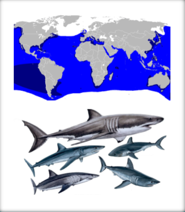 <p>What are defining features of Family Lamnidae?</p>