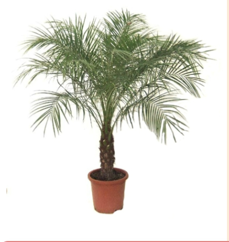 <p>What is the common name of this plant? </p>