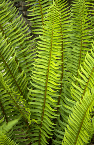 <p><span style="font-family: "Open Sans";">Polystichum munitum - Sword fern</span></p>