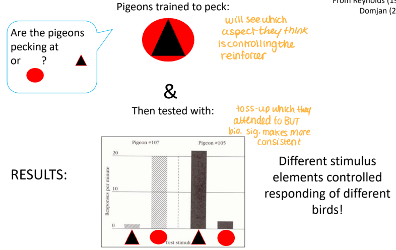 <p>• Reynolds (1961) Asked the question: “what is the pigeon paying attention to?”</p><p>• In other words, “what about this stimulus is controlling the responding by the pigeon?”</p>