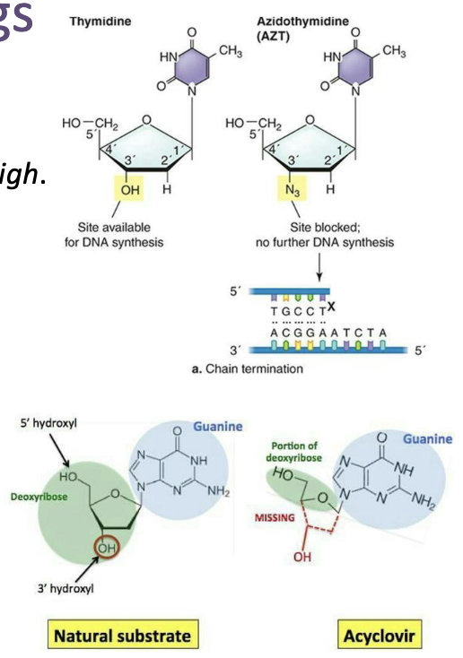 <ul><li><p>Tricky because viruses often use host cell processes</p><ul><li><p>If you inhibit a host cell process, toxicity will be high.</p></li></ul></li><li><p>Common mechanisms involve:</p><ul><li><p>[1] <strong>Preventing viral attachment to, or release from, host cells</strong></p></li><li><p>[2] <strong>Inhibition of DNA synthesis</strong> – only for DNA viruses (viral DNA polymerase) or retroviruses (reverse transcriptase)</p></li><li><p>Often through <strong>nucleoside/nucleotide analogues</strong></p><ul><li><p><strong>Azidothymidine (AZT)</strong> – HIV, dideoxythymidine analog</p></li><li><p><strong>Acyclovir</strong> – herpes, guanosine analog</p></li></ul></li><li><p>[3] <strong>Inhibition of RNA synthesis</strong></p><ul><li><p><strong>Ribavirin</strong> – Hepatitis C, guanosine analog</p><ul><li><p>Can pair with C or with U – produce mutations in subsequent rounds of replication because they cannot be correctly interpreted by polymerase</p></li></ul></li></ul></li></ul></li></ul><img src="https://assets.knowt.com/user-attachments/693b7467-5cfe-4d7e-a76b-8f61ab40f6a5.png" data-width="75%" data-align="center"><p></p>
