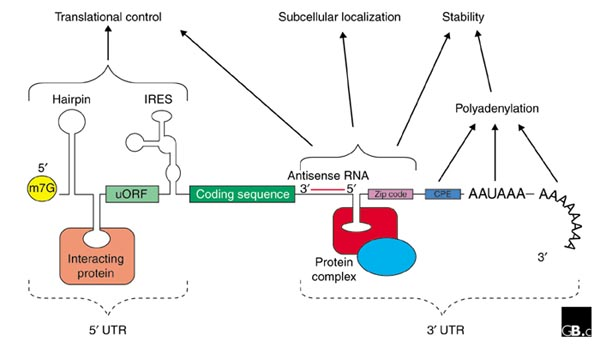 <ul><li><p>part of the transcribed region of a gene </p><ul><li><p><strong>mRNA that is directly upstream from the initiation codon </strong></p><ul><li><p>differs in prokaryotes and eukaryotes</p></li><li><p><mark data-color="yellow" style="background-color: yellow; color: inherit;">mostly involved in regulation of translation </mark></p></li><li><p><mark data-color="yellow" style="background-color: yellow; color: inherit;">recruitment of ribosomal subunits</mark></p></li></ul></li></ul></li></ul><p></p>