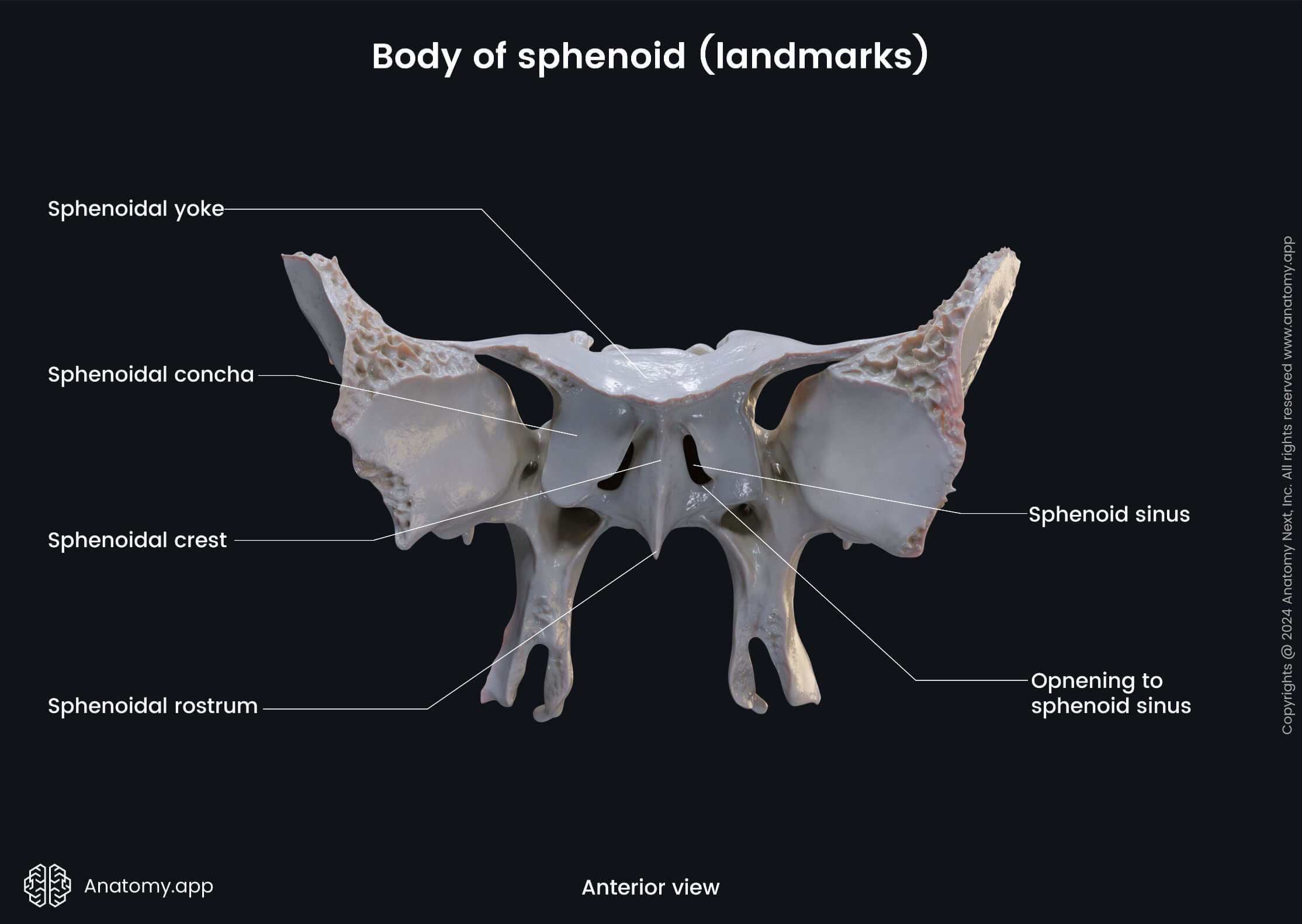 <p>Sphenoid </p>