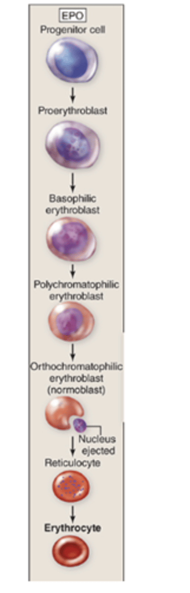 <p>What stimulates transcription of mRNA during erythropoiesis?</p>