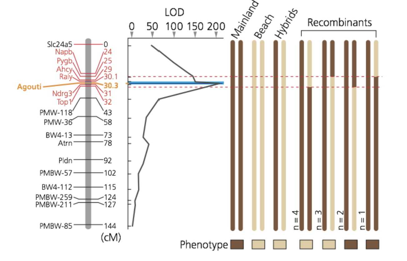 <p>phenotype is likely to be linked to a specific spot on the chromosome, and therefore it can be passed onto the offspring</p>